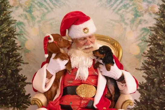 Santa Don holding two dachshund puppies for a Christmas pet photo